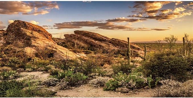 AWERT Reptile Habitat Background Blue Sky Oasis Cactus Sun and Desert Terrarium Background 48x20 inches Durable Polyester Background