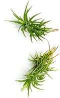 Live Air Plants – Tillandsia Araujei, Large 5” – 2ct – Live Arrival Guaranteed – House Plants for Home Décor & Gift