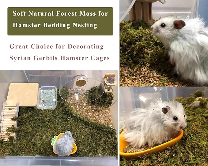 5L Forest Moss for Hamster Syrian Gerbils Bedding, Natural Moss Perfect for Potted Plants, Terrariums, Reptile Tanks and Live Creature Projects