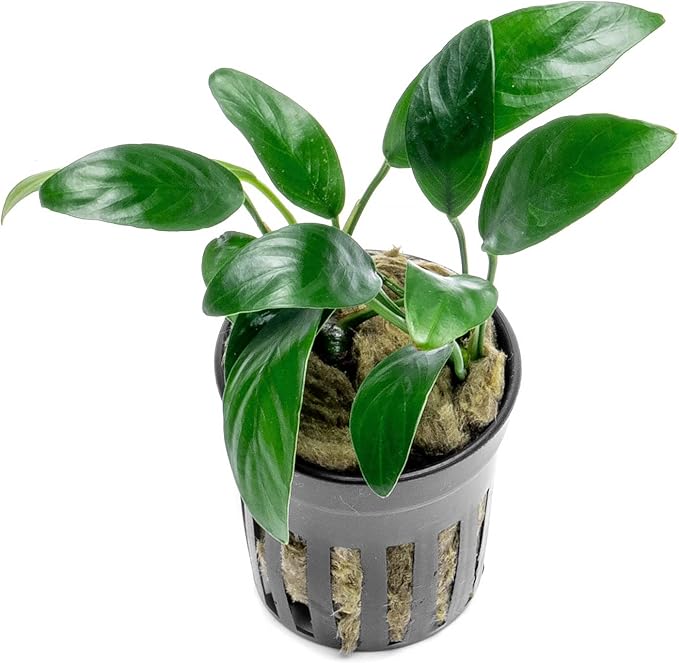 Anubias Live Aquarium Plants - Potted Freshwater Plant for Fish Tanks, Terrariums - Beginner Friendly Low Light (Congensis Mini, 1 Pot)