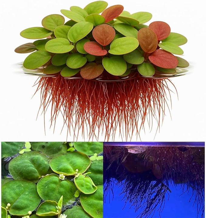 10 Plus Red Root Floater Plants Phyllanthus fluitans Floating Pond Plant Live Aquarium Floating Plants Create Shade and Hiding for Your Fish and Other inhabitants