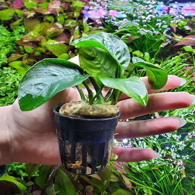 Anubias Live Aquarium Plants - Potted Freshwater Plant for Fish Tanks, Terrariums - Beginner Friendly Low Light (Barteri Butterfly, 3 Pots)