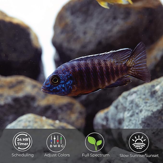 CURRENT USA 48-60" Inch Satellite Freshwater LED Plus Full Spectrum RGB+W Light for Aquariums | Wireless 24 Hour Remote Control Fish Tank Lighting (4508)