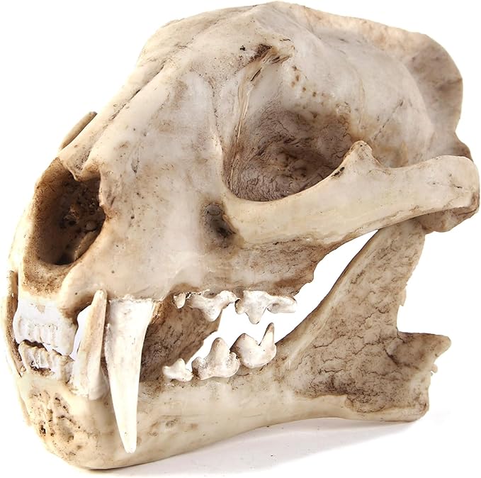 Aquarium Décor Cave Decorations Fish Hideout Betta Tarantula Reptile Snake for Terrarium Ornament Dinosaur Animal Skull Large Bones Halloween