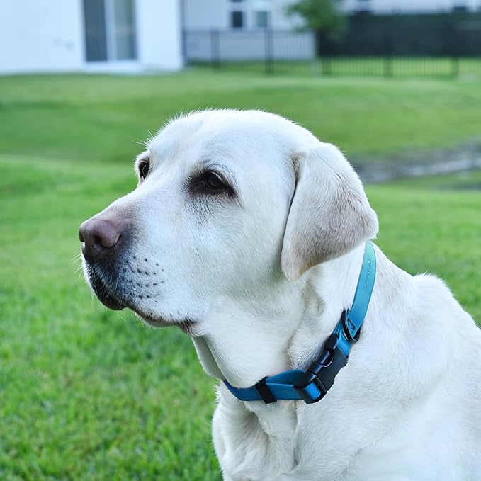 Dogline Biothane Waterproof Dog Collar with Quick Release Buckle Strong Coated Nylon Webbing with Odor- Proof for Easy Care Easy to Clean Fits Small Medium or Large Dogs, Dogline Blue 3/4" W 12-19" L