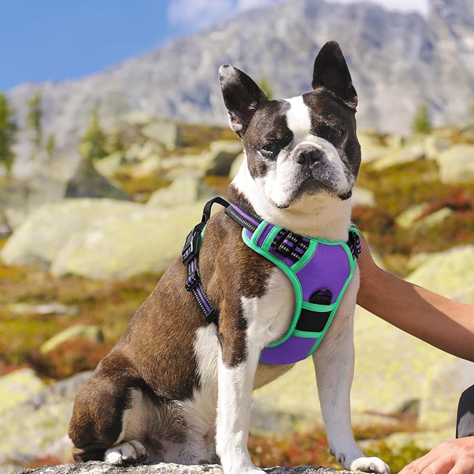 Eagloo Dog Harness for Large Dogs, No Pull Service Vest with Reflective Strips and Control Handle, Adjustable and Comfortable for Walking, No Choke Harness with 2 Metal Rings, Purple & Green, M