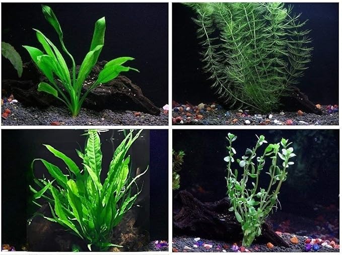 4 Species Aquarium Plants Package - Java Fern (Microsorum), Hornwort (Ceratophyllum demersum), Amazon Sword (Echinodorus), and Moneywort (Bacopa Monniery)
