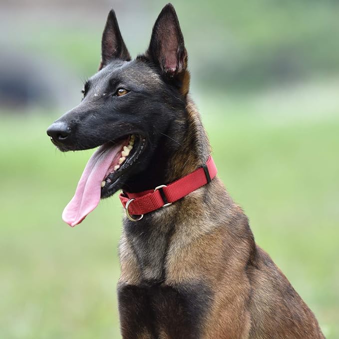 Hyhug Pets Premium Upgraded Heavy Duty Nylon Anti-Escape Martingale Collar for Boy and Girl Dogs Comfy and Safe - Professional Training, Daily Use Walking. (Small, Red)