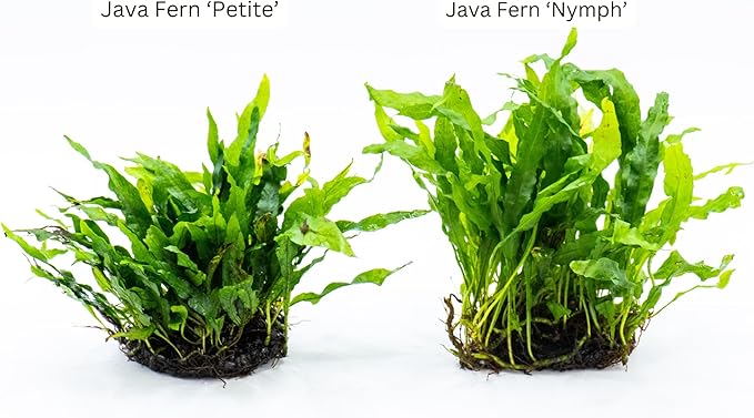 Java Fern Live Aquarium Plants – Windelov, Narrow Leaf & More– Easy Aquascaping Plants for Freshwater Tanks, Low Light, No CO₂ (Java Fern 'Microsorum Nymph' on Nutripad)