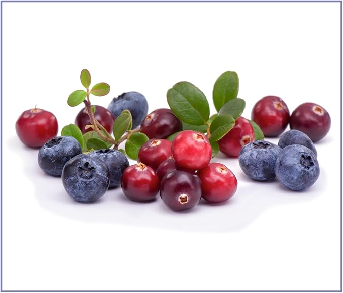 Bench & Field Holistic Natural Turkey & Triple Berry Dog Treats | Crunchy Bone-Shaped Bites | Antioxidant Blend, 10-Ounce Bottle