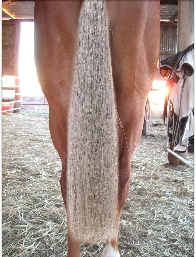 Horse Tail Extensions with Braided Horsehair Loop, Blunt Cut Bottom, 28-30 inches Long and 3/8 lb Weight