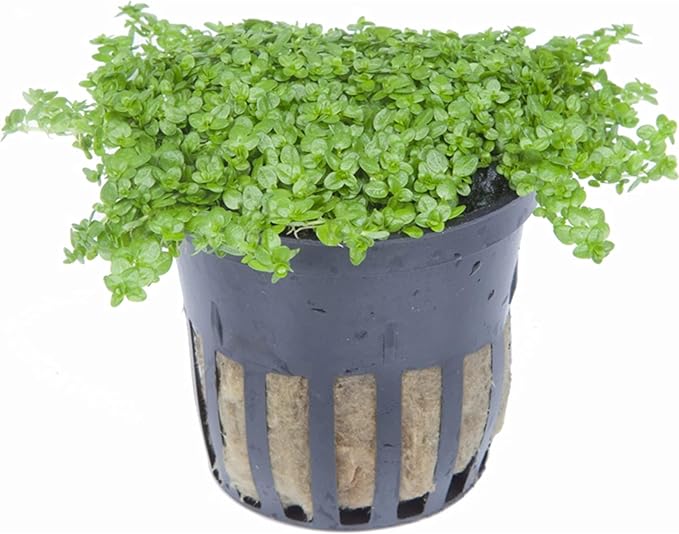 Foreground Potted Live Aquarium Plants | Freshwater Aquatic Plants for Aquariums (Potted Dwarf Baby Tears, 3 Pack)