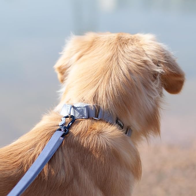 Hyhug Pets Premium Upgraded Heavy Duty Nylon Anti-Escape Martingale Collar for Pup Boy and Girl Dogs Comfy and Safe - Professional Training, Daily Use Walking. (Small, Sleet Gray)