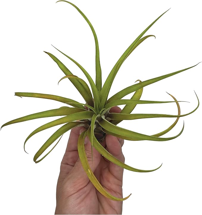 Air Plants - Tillandsia Capitata (Peach), Large 5-7” - 5 ct - Live Arrival Guaranteed - House Plants for Home Decor & Gift