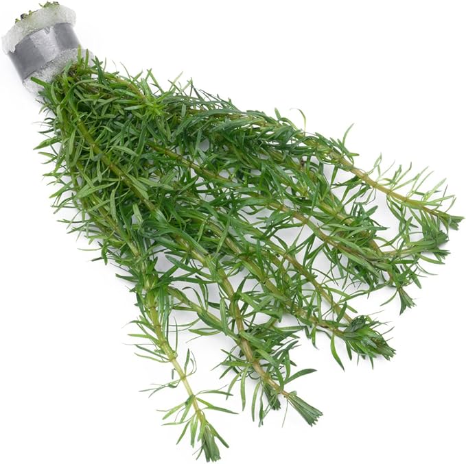 Live Aquarium Stem Plants - Freshwater Aquatic Plant for Fish Tanks, Aquascaping - (Rotala Bossii, 1 Bunch)