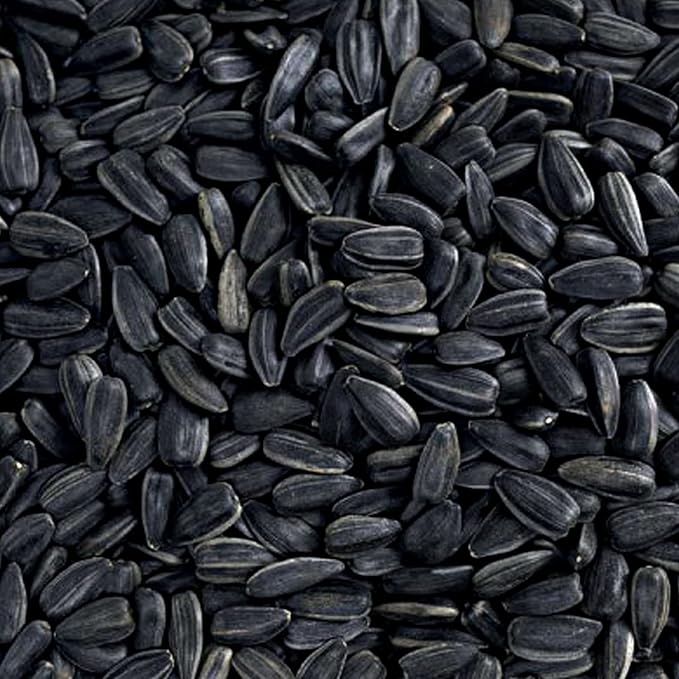 Black Oil Sunflower Seeds Wild Bird Food- 15 Pounds | No Grow Seed | Bird Seed for Wild Birds