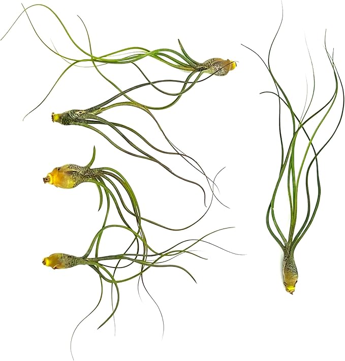Live Air Plants - Tillandsia Butzii, Jumbo 7-9" - 5ct - Live Arrival Guaranteed - House Plants for Home Decor & Gift