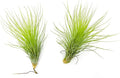 Air Plants - Tillandsia Andreana, Large 4-6" - 2ct - Live Arrival Gauranteed - House Plants for Home Decor & Gift