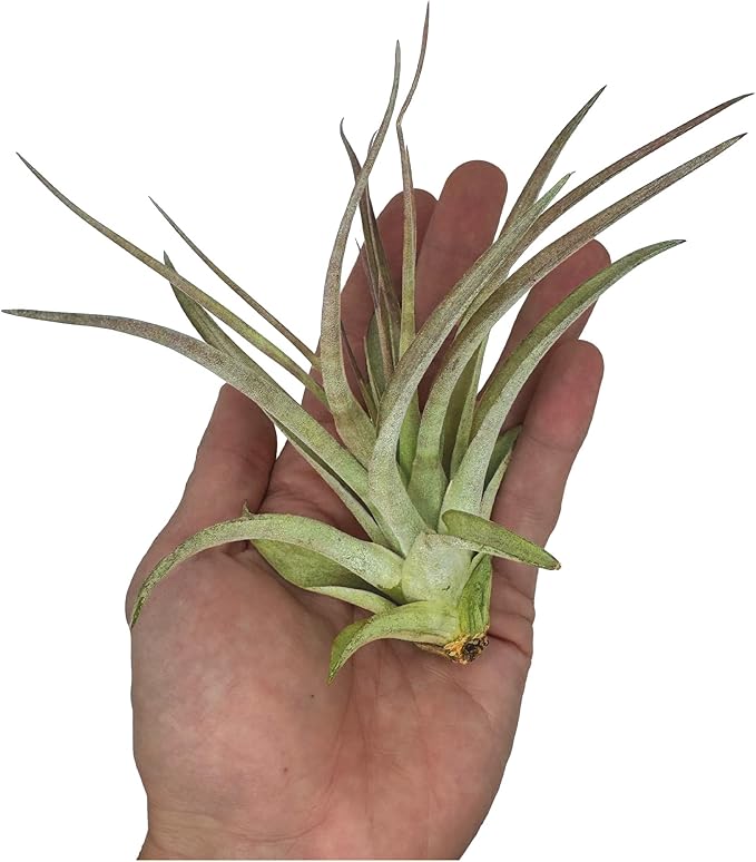 Air Plants - Tillandsia Brachycaulos Multiflora, Jumbo 5-7" - 3 ct - Live Arrival Guaranteed - House Plants for Home Decor & Gift