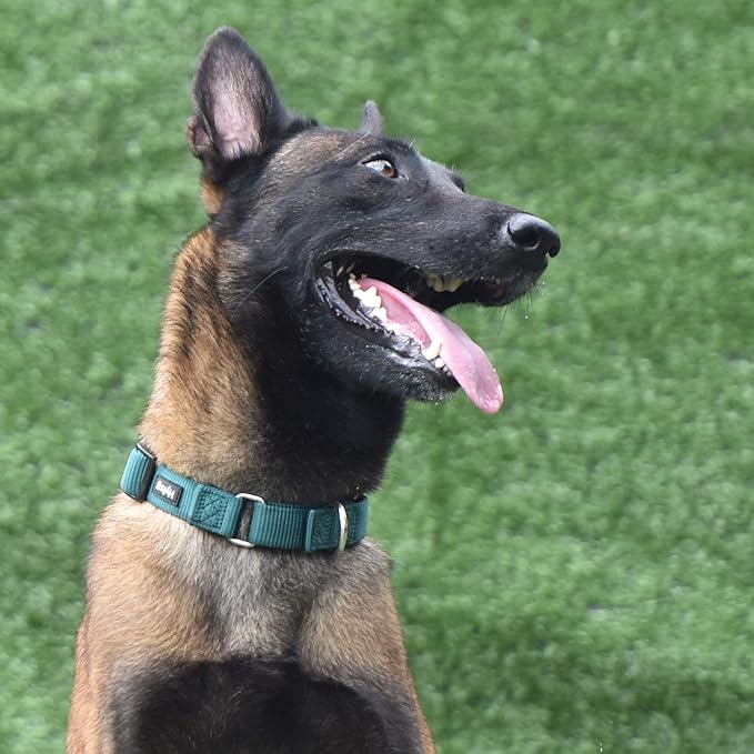 Hyhug Martingale Dog Collar Without Buckle: Anti Escape, No Slip Heavy - Duty Nylon, Colorfast & Adjustable for Medium Breeds（Medium, Solid Color Dark Green