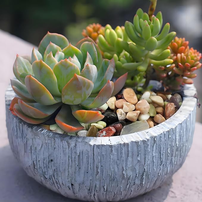 2 Pounds Pebbles for Plants, 3/8 Inch Succulent Rocks, Decorative Polished River Rocks for Plants Indoor, Vases, Cactus Planters, Bird Bath, Craft and Fairy Garden