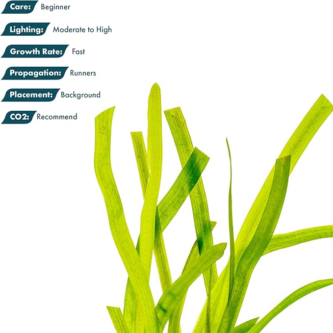 Live Plant - Tall Grass, Red Jungle Vallisneria (Vallisneria gigantea 'Rubra') - Easy Care, Moderate to High Light, Reddish Green, Background - Lead Bunch, 4 Pack