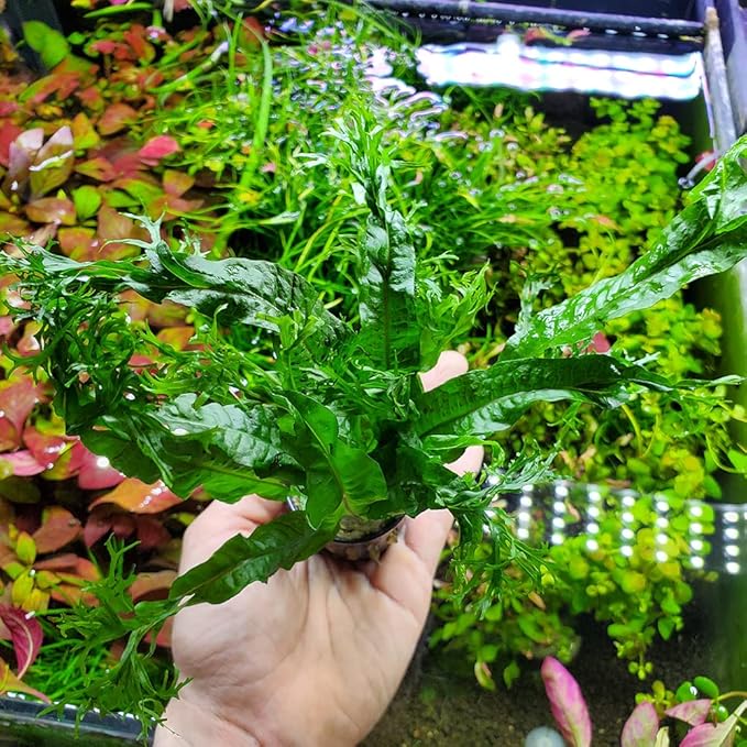 Java Fern Live Aquarium Plants - Potted Freshwater Plant for Fish Tanks - Beginner Friendly, Low Light (Windelov, 3 Pots)