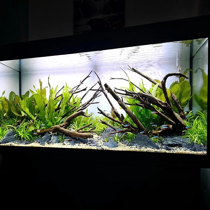 Amazon Sword Echinodorus Bleheri Live Plant for Freshwater Aquariums, Natural Fish Tank Decorations, and Aquatic Decor (1 Pot (2-3 Plants))