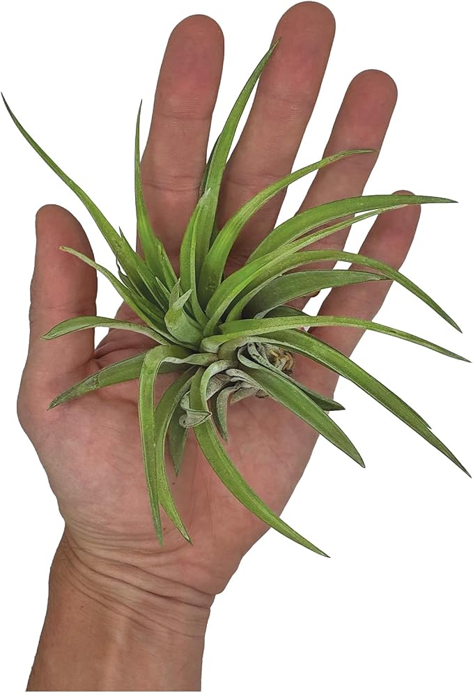 Air Plants - Tillandsia Brachycaulos Abdita, Large 4-6" - 1 ct - Live Arrival Guaranteed - House Plants for Home Decor & Gift
