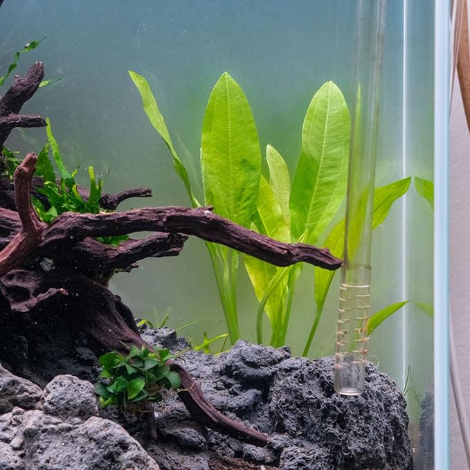 Amazon Sword Echinodorus Bleheri Live Plant for Freshwater Aquariums, Natural Fish Tank Decorations, and Aquatic Decor (1 Pot (2-3 Plants))