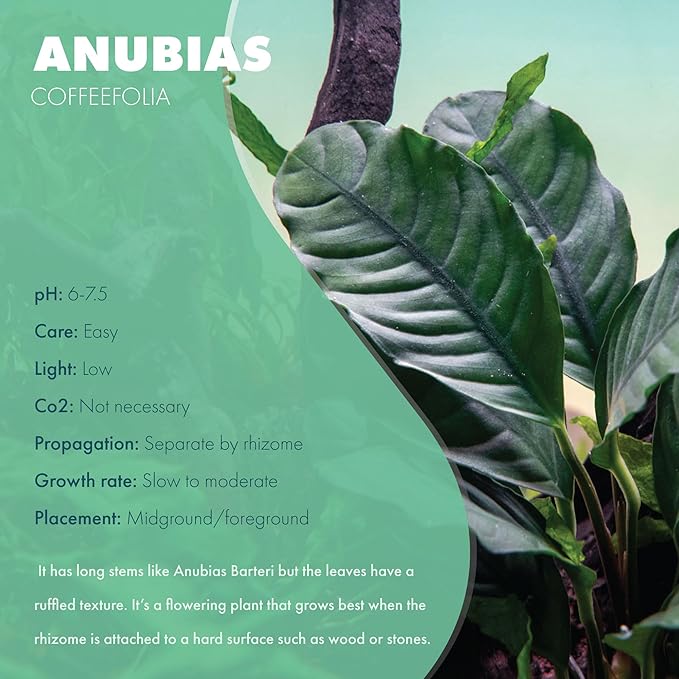 Anubias Live Aquarium Plants - Potted Freshwater Plant for Fish Tanks, Terrariums - Beginner Friendly Low Light (Barteri Coffeefolia, 1 Pot)