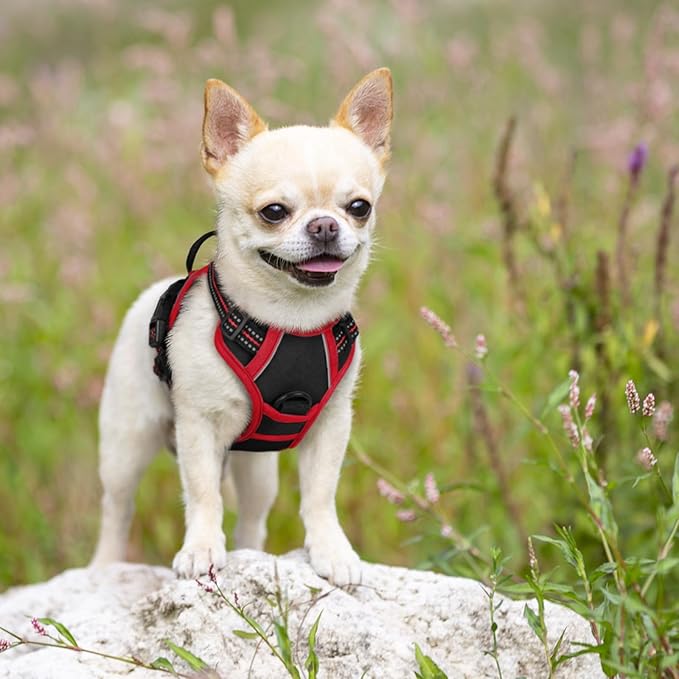 rabbitgoo Dog Harness No Pull with 2 Leash Clips, Adjustable Soft Padded, Reflective Oxford No Choke Pet Vest with Easy Control Handle for Puppy, Black & Red, XS