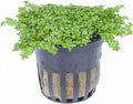 Foreground Potted Live Aquarium Plants | Freshwater Aquatic Plants for Aquariums (Potted Dwarf Baby Tears)