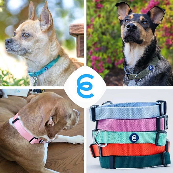 Blueberry Pet Essentials X-Small Dog Collar in Turquoise | Adjustable & Eco-Friendly Durable Nylon Strap | Classic Collar for X-Small Dogs, Boy & Girl Pets