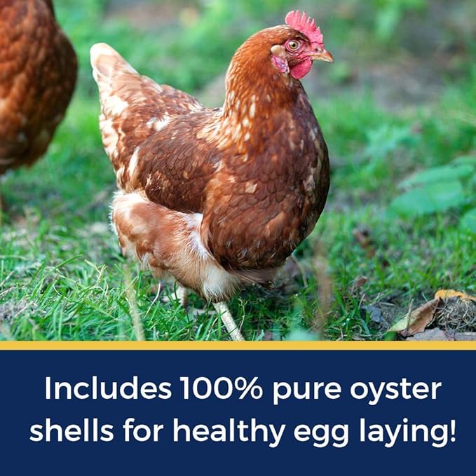 Pampered Chicken Mama Best Eggs Ever! Nesting Herbs for Chickens (10 Ounces) Calcium Supplement for Chickens | Chicken Feed Supplies, Hen Treats for Coops