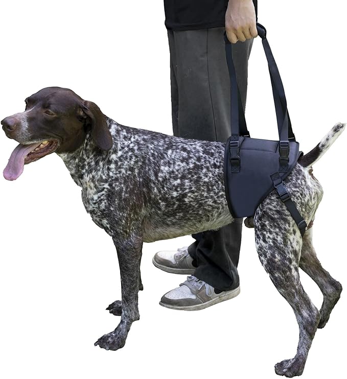 Dog Lift Harness for Dogs with Disabled Arthritis and Weak Back Legs, humanized Design with Comfortable Materials, Adjustable Back Legs and Straps, Suitable for Helping Dogs to Recover and Walk. (M)