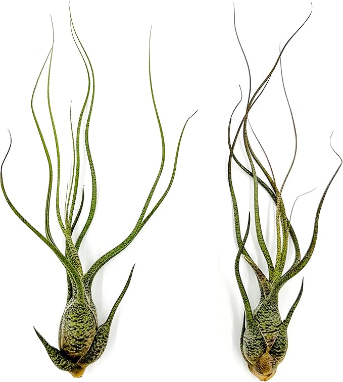 Live Air Plants - Tillandsia Butzii, Jumbo 7-9" - 2ct - Live Arrival Guaranteed - House Plants for Home Decor & Gift