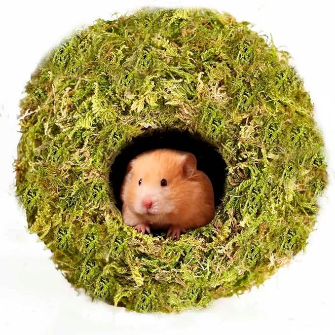 Coconut Hamster Hideout Hamster House Gerbil Cage for Small Animals with a Bundle of Apple Sticks a Carrot (Yellow)