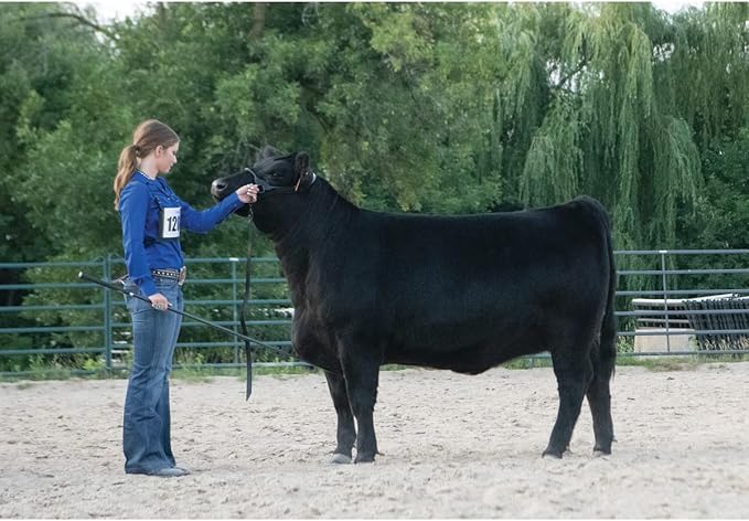 Weaver Livestock Leather Magic Show Cattle Halter, Adjustable, Modern Style Cow Calf Halter, Livestock Handling Equipment for Showing, Black