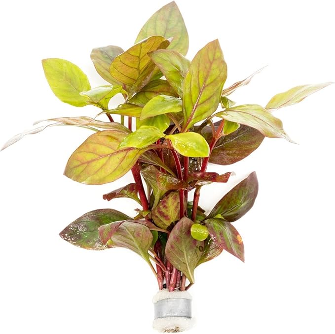 Live Aquarium Stem Plants - Freshwater Aquatic Plant for Fish Tanks, Aquascaping - (Alternanthera Red Broad Leaf, 1 Bunch)