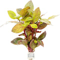 Live Aquarium Stem Plants - Freshwater Aquatic Plant for Fish Tanks, Aquascaping - (Alternanthera Red Broad Leaf, 1 Bunch)