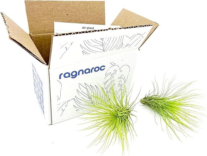 Air Plants - Tillandsia Andreana, Large 4-6" - 2ct - Live Arrival Gauranteed - House Plants for Home Decor & Gift