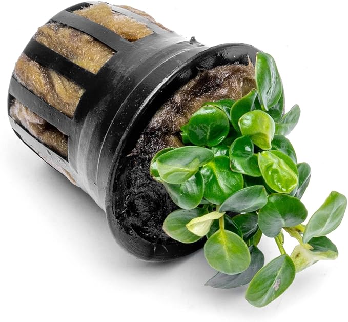 Anubias Live Aquarium Plants - Potted Freshwater Plant for Fish Tanks, Terrariums - Beginner Friendly Low Light (Stardust Mini, 1 Pot)