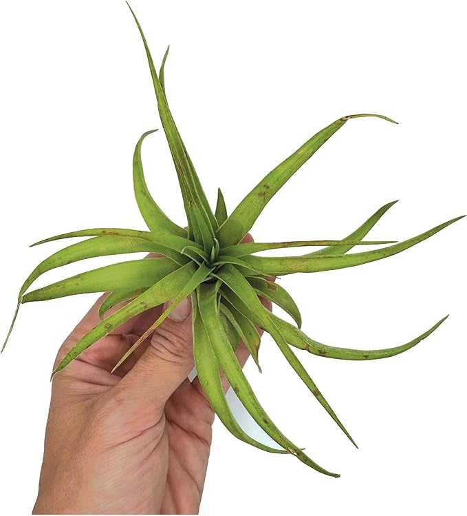 Air Plants - Tillandsia Brachycaulos Multiflora, Jumbo 5-7" - 3 ct - Live Arrival Guaranteed - House Plants for Home Decor & Gift