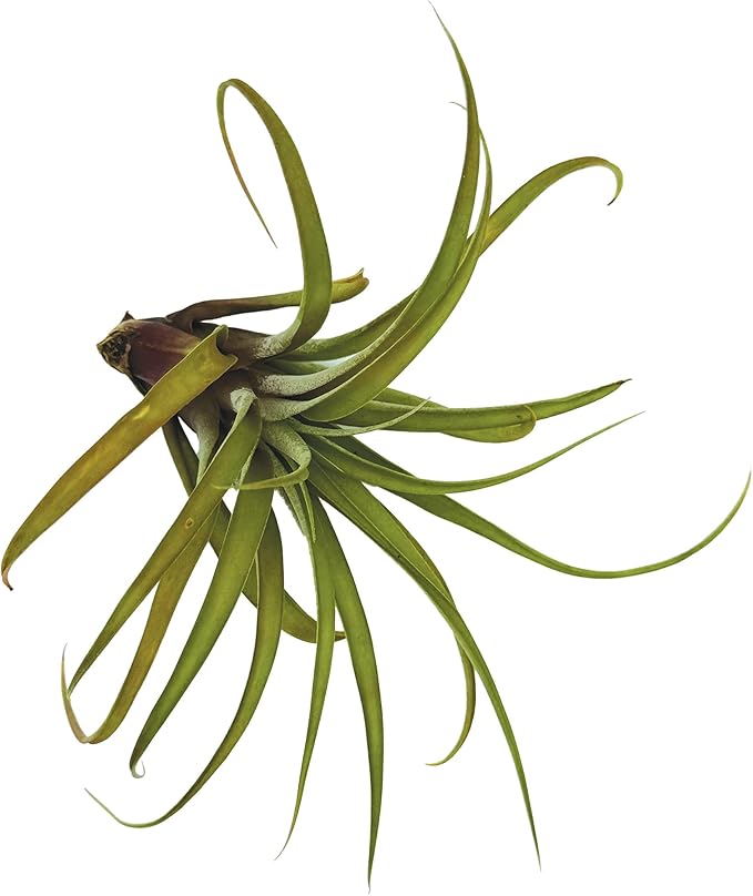 Air Plants - Tillandsia Capitata (Peach), Large 5-7” - 5 ct - Live Arrival Guaranteed - House Plants for Home Decor & Gift