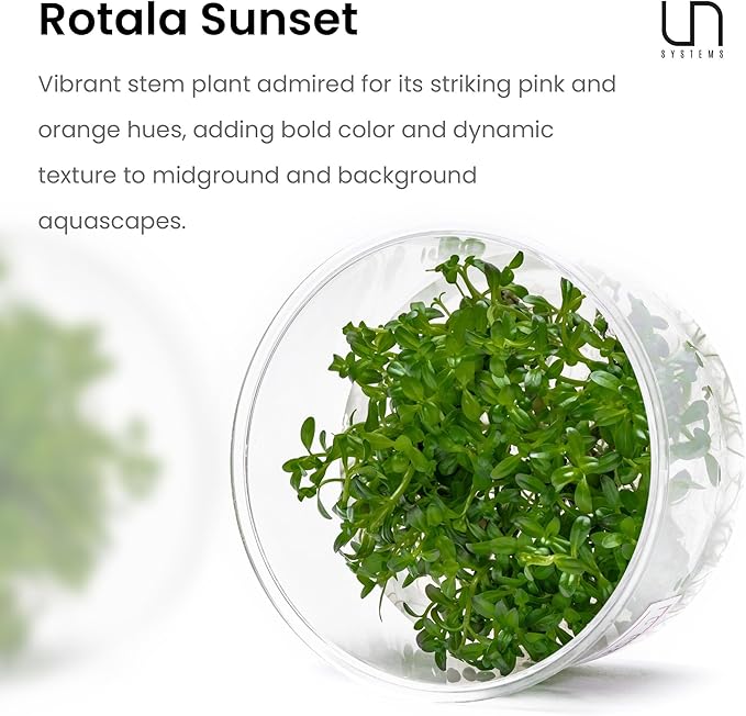 Ultum Nature Systems Live Tissue Culture - Rotala 'Sunset' (Rotala ramosior) - Moderate - High Light - Orange-Red Accent - Midground to Background - 100% Snail Free Grown in-Vitro - Regular Cup