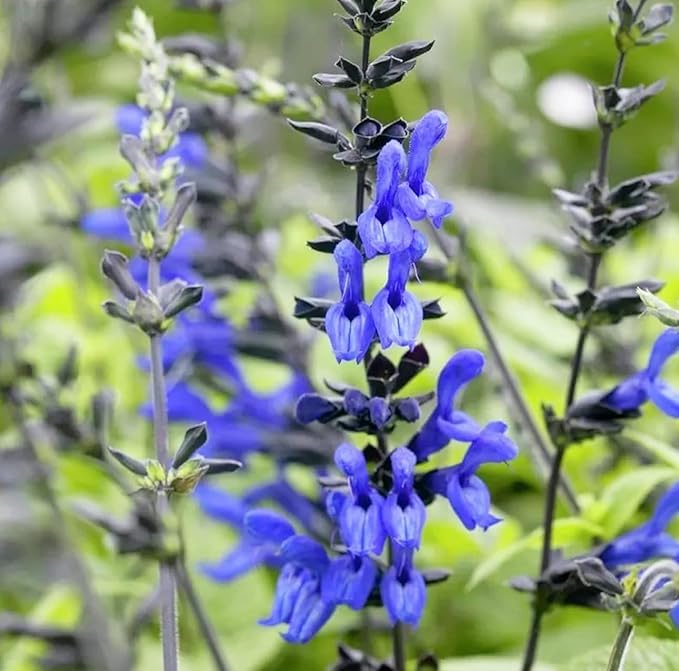 Black and Blue Salvia Guaranitica – Live Perennial Plant 3" Pot – Hummingbirds