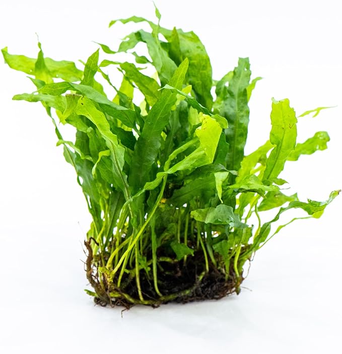Java Fern Live Aquarium Plants – Windelov, Narrow Leaf & More– Easy Aquascaping Plants for Freshwater Tanks, Low Light, No CO₂ (Java Fern 'Microsorum Nymph' on Nutripad)
