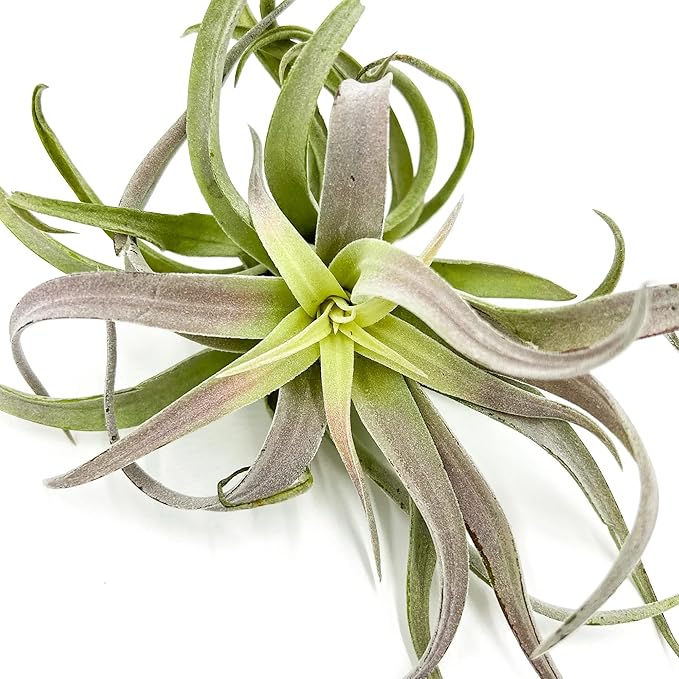 Air Plants - Tillandsia Cacticola, Jumbo 6-9" - 1ct - Live Arrival Guaranteed - House Plants for Home Decor & Gift