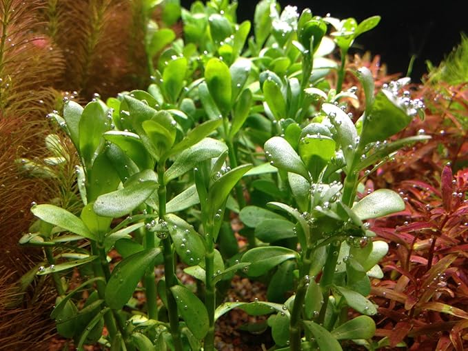 Potted Live Aquarium Plants | Freshwater Aquatic Plants for Aquariums (Moneywort)
